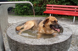 Überhitzt: Whirlpooldog