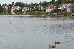 Geese Pond: Poultry on lake Tjörnin with captain villas
