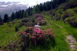 Blhend: Alpenrosen in Langtaufers