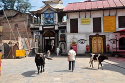 Heilige Stätte: Pashupatinath ist eine bedeutende Pilgerstätte des Hinduismus