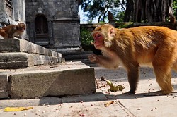 Tempelbewohner: Affen gehts gut auch ohne Gebet